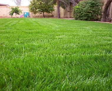 lush green grass in the backyard of a house
