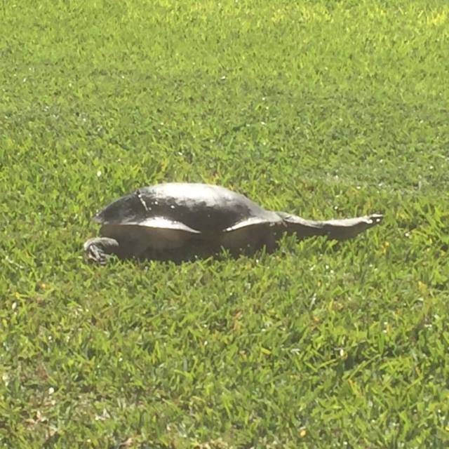 A turtle on a Platinum Zoysia Turf Grass