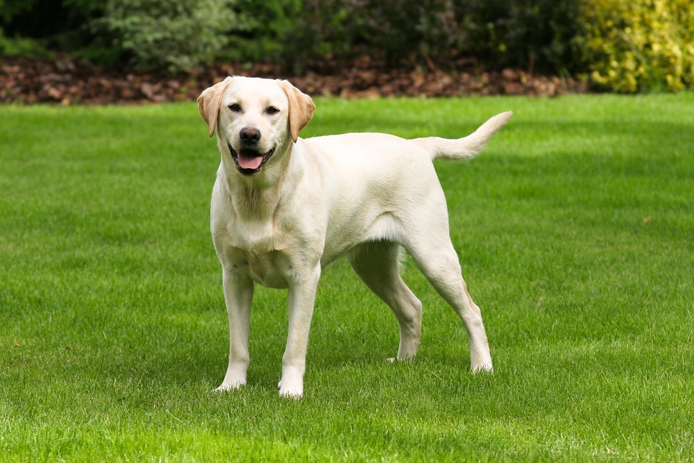 Lawn care gold coast