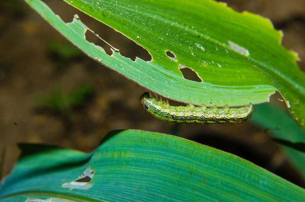 Armyworm lawn Grub e2