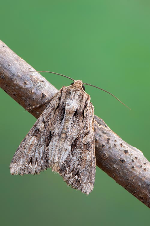 Lawn-Grub-Army-Worm-Moth-e