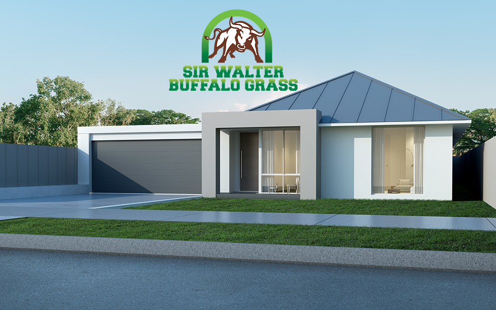 Sir Walter Buffalo Grass New Home with logo