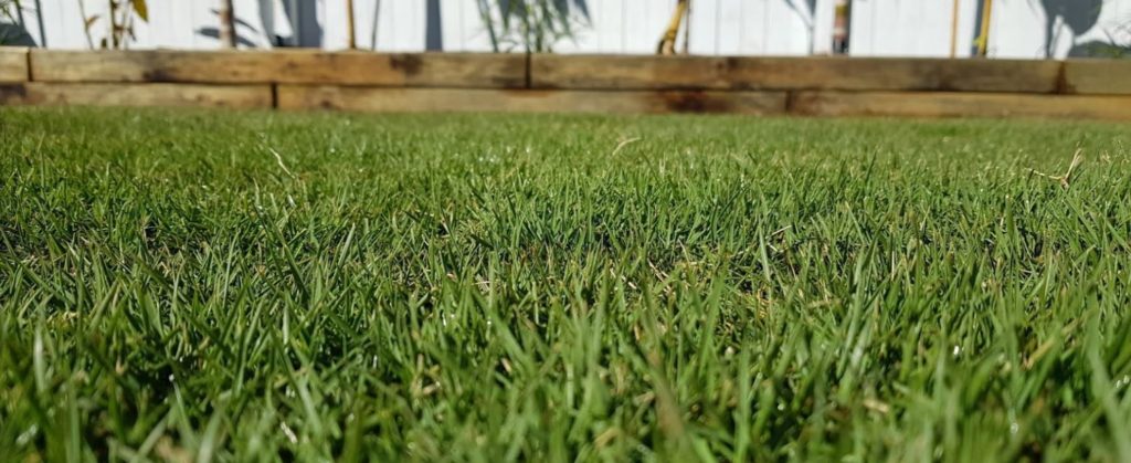 Augusta Zoysia Australian Lawn Concepts Turf 1707 2