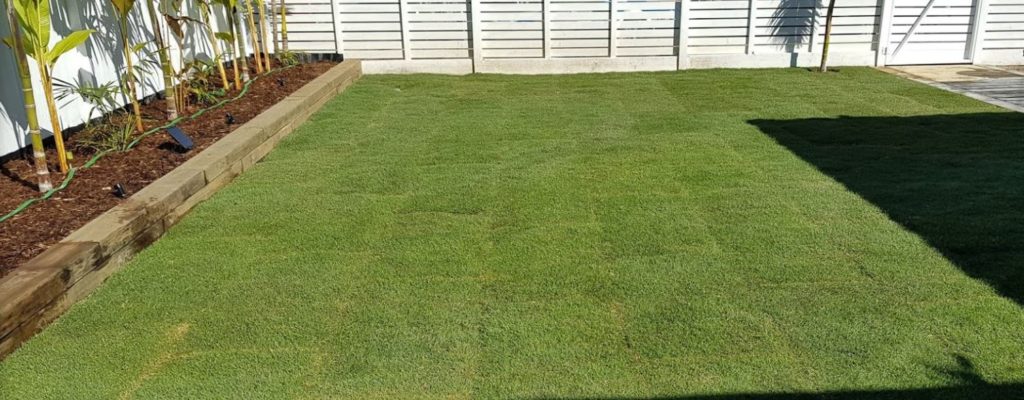 Augusta Zoysia Australian Lawn Concepts Turf 1707 3