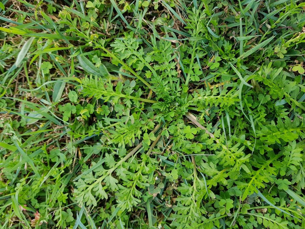 bindi weed