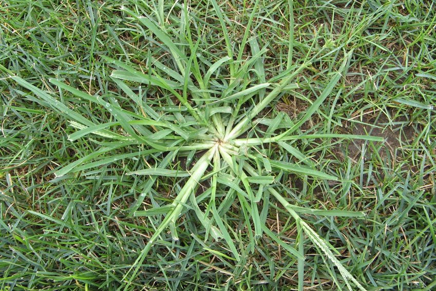 crabgrass lawn weed