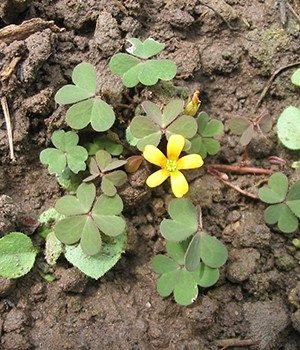 oxalis lawn weed 