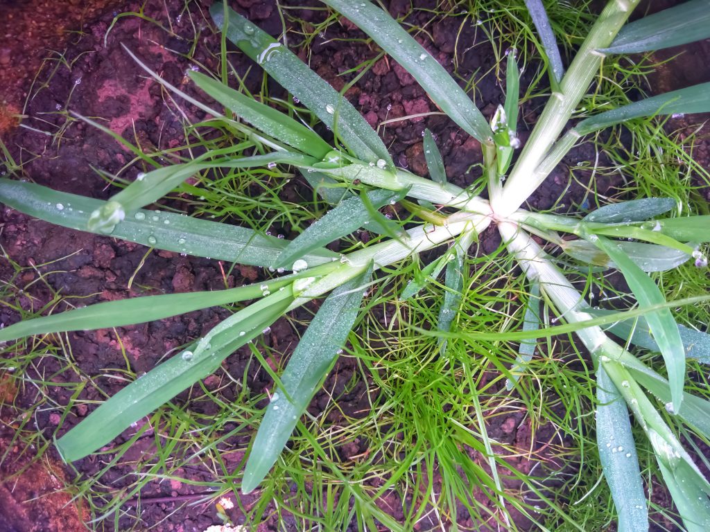 crows foot lawn weed