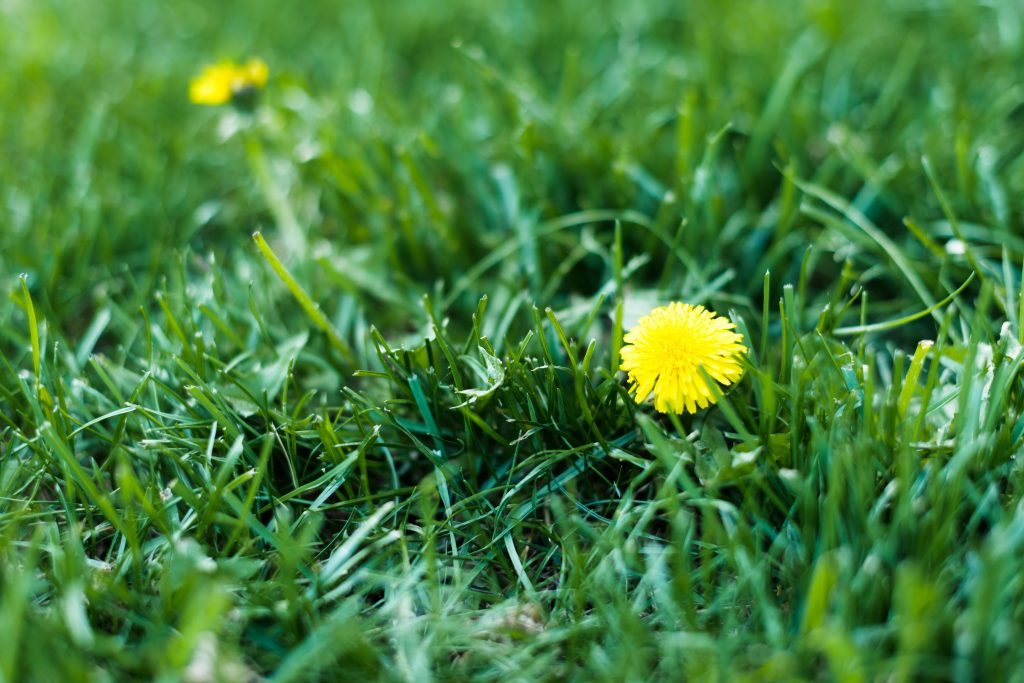 dandelion weed