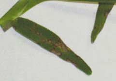 Grey Leaf Spot Close Up