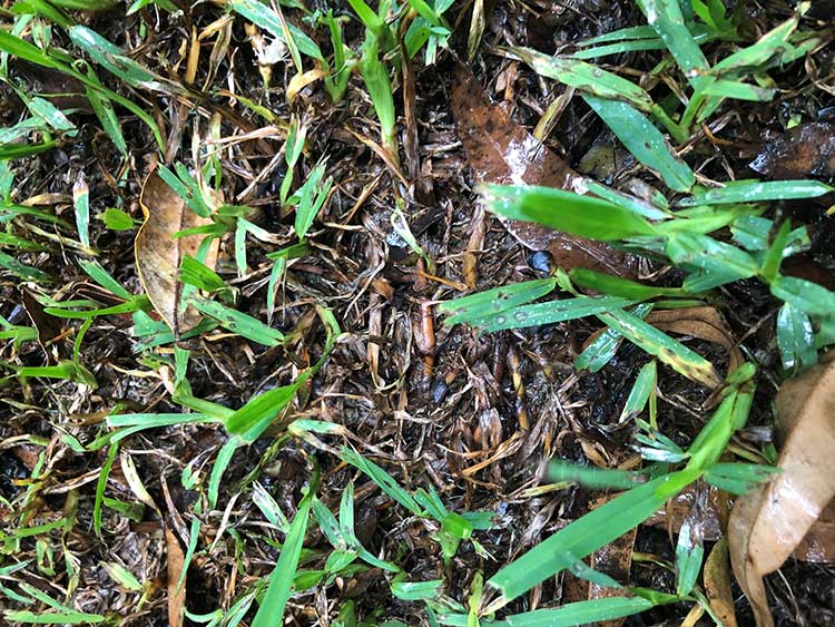 Grey Leaf Spot pic 2 - Turf Issues and Solutions