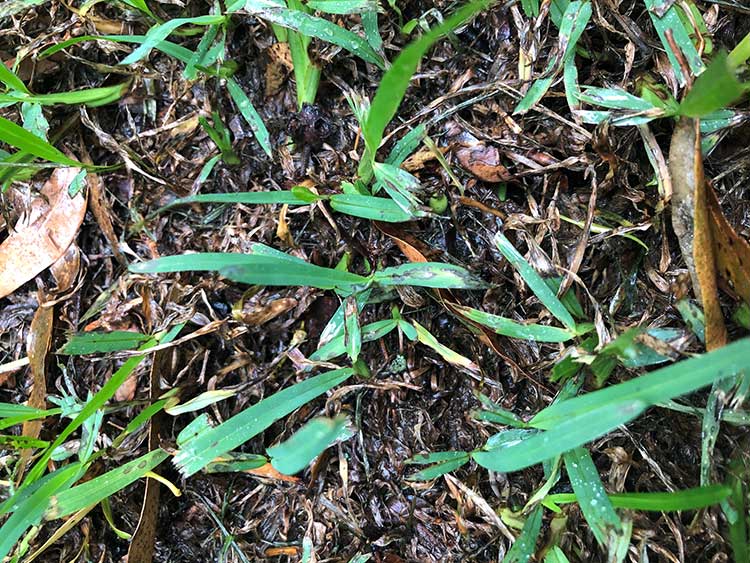 Grey Leaf Spot pic 3 - Turf Issues and Solutions