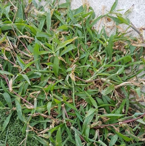 summer grass weed