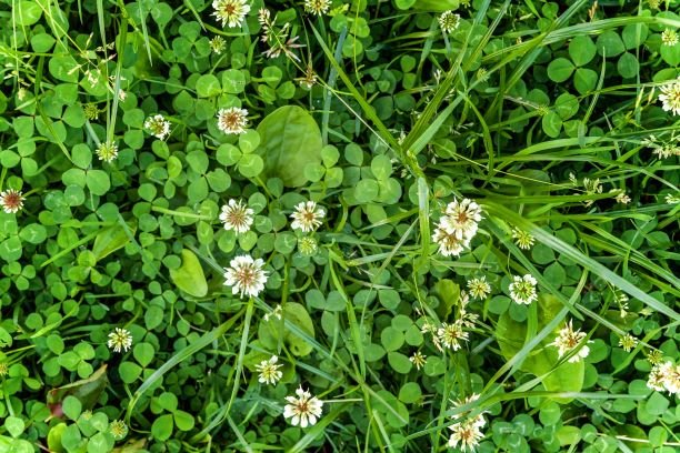 white clover weed