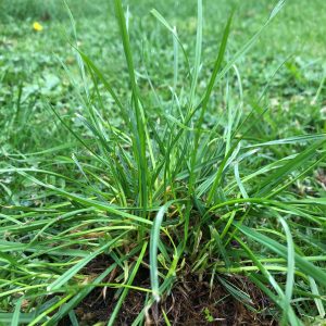 winter grass lawn weed