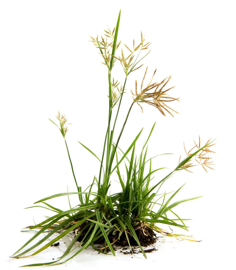 nut grass weed