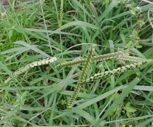 paspalum weed