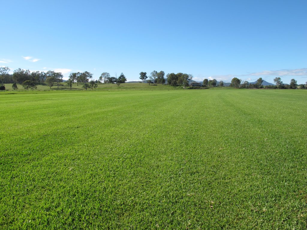 Sir Walter Turf Paddock at Australian Lawn Concepts Turf Farm