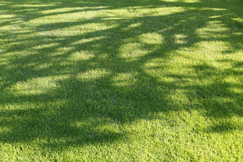 Sir Walter Turf Is Very Shade Tolerant