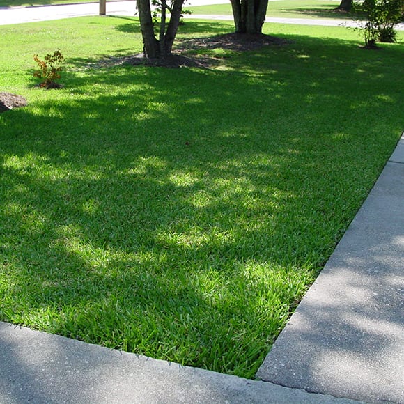 palmetto-soft-leaf-buffalo-turf-8.12-CT-Lawns