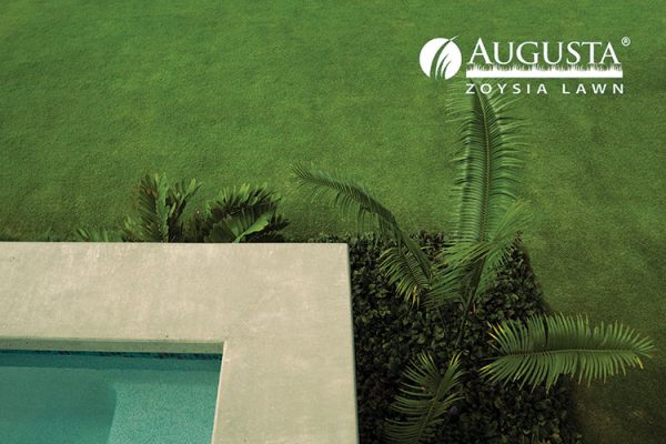 Augusta-Zoysia-Lawn-06-w-CT Lawns Turf