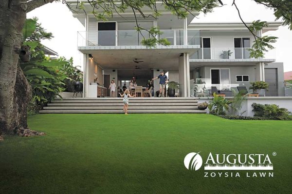 Augusta-Zoysia-Lawn-12-w - CT Lawns Turf