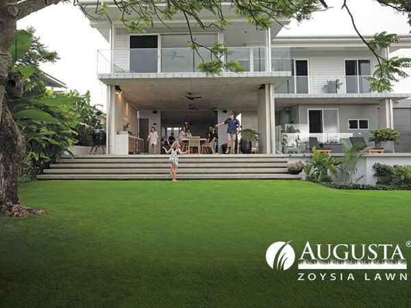 Augusta-Zoysia-Lawn-12-w - CT Lawns Turf