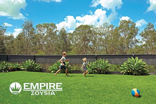 Empire-Zoysia-lawn-turf-grass-14-CT Lawns Turf