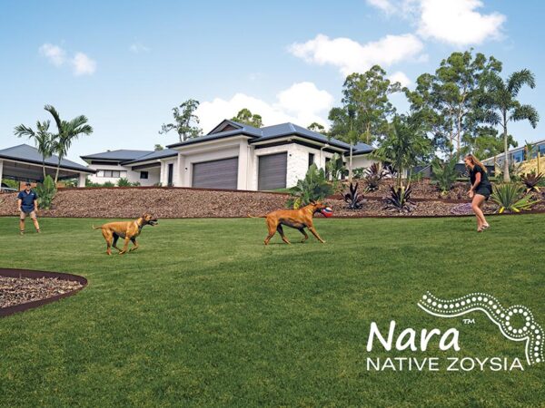 Nara-Native-Zoysia-Lawn-Turf-Grass-7-CT Lawns Turf