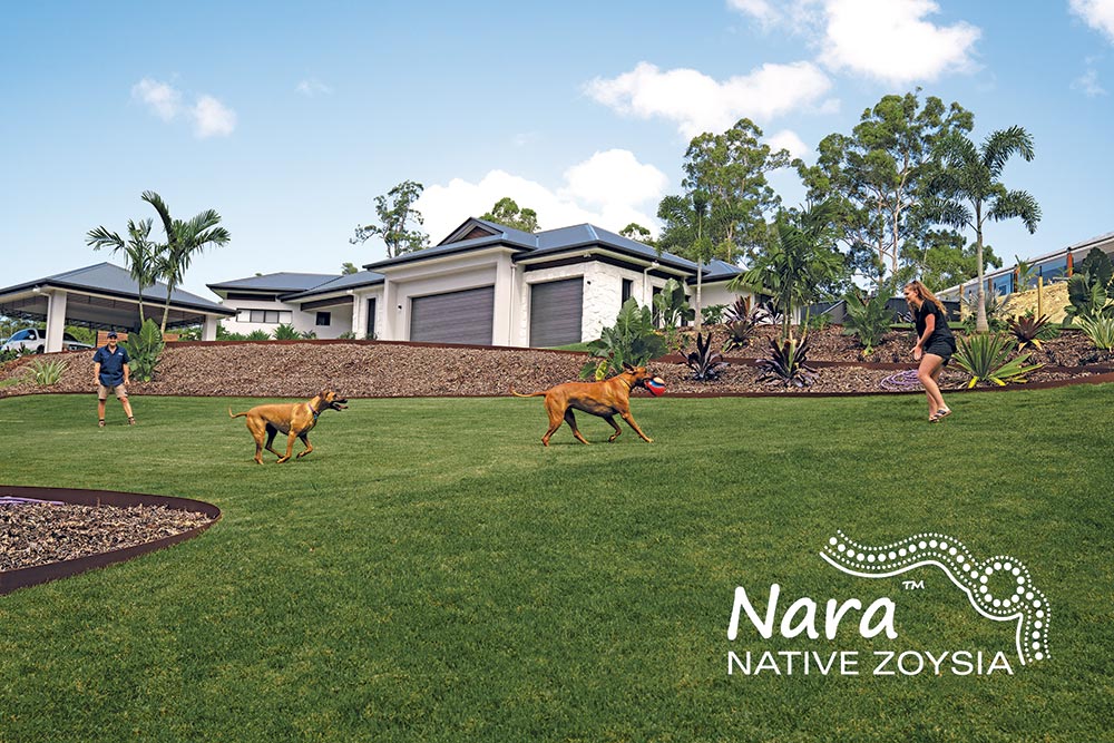 Nara-Native-Zoysia-Lawn-Turf-Grass-7-CT Lawns Turf