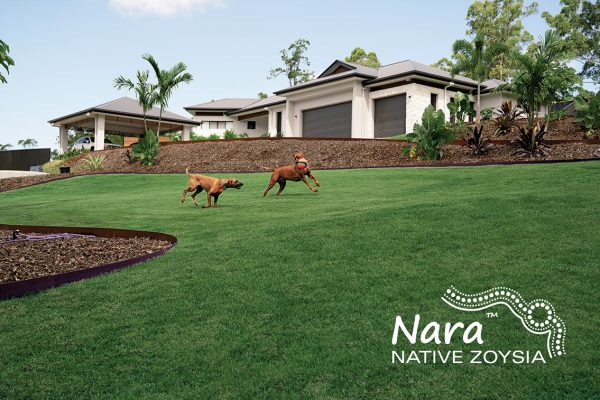 Nara Native Zoysia image 5 CT Lawns Sunshine Coast