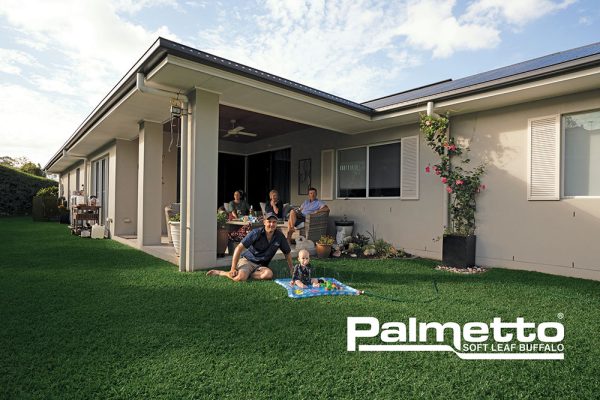 Palmetto-Buffalo-Lawn-Turf-Grass-CT Lawns-Turf-11