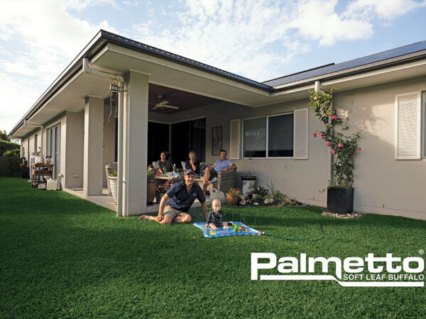 Palmetto-Buffalo-Lawn-Turf-Grass-CT Lawns-Turf-11