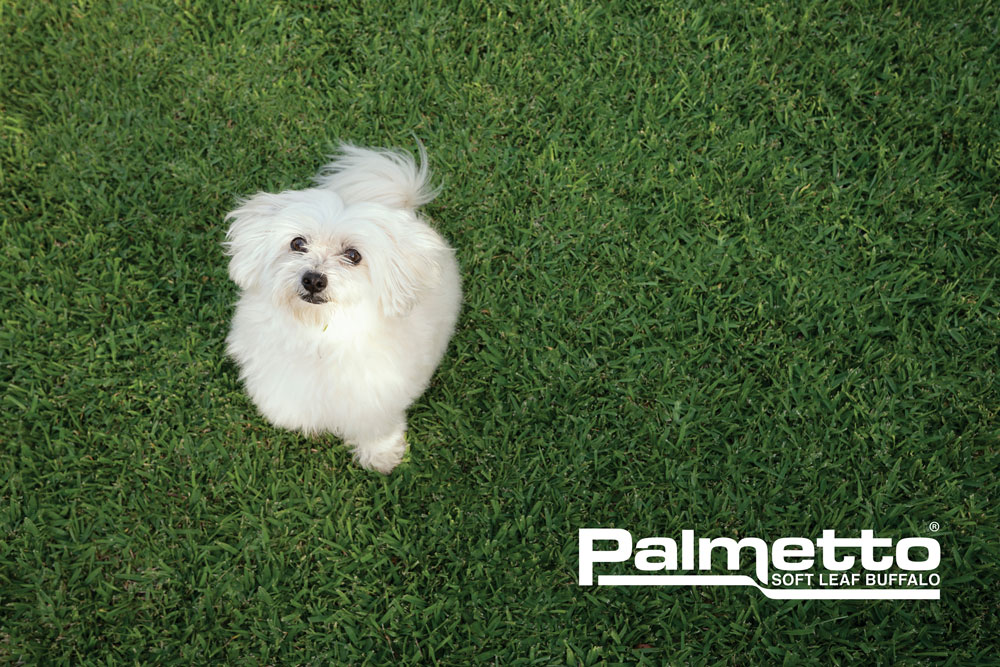 Palmetto-Buffalo-Lawn-Turf-Grass-CT-Lawns-Turf-9