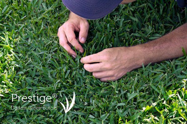 Prestige-Buffalo-Lawn-Turf-Grass-11-CT Lawns Turf