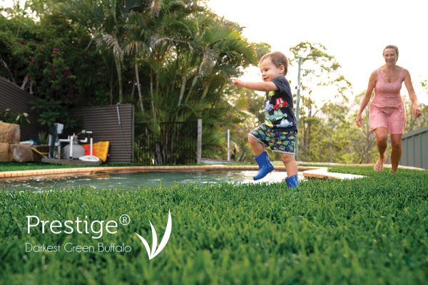 Prestige-Buffalo-Lawn-Turf-Grass-15-CT Lawns Turf