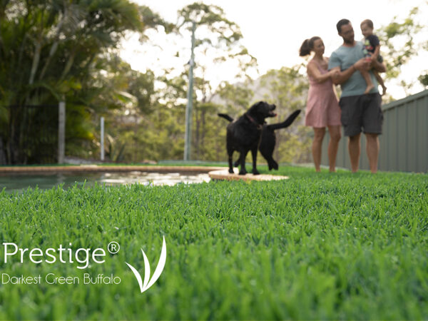 Prestige Buffalo Lawn Turf Grass 16 CT Lawns Turf