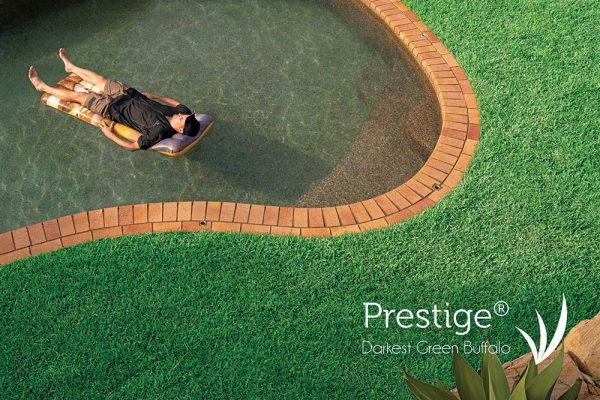 Prestige-Buffalo-hi-res-12-CT-Lawns-w