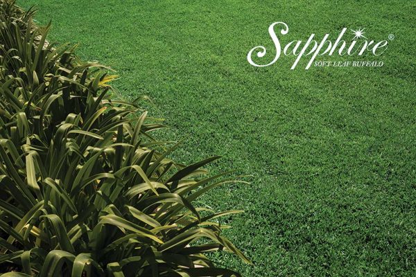 Sapphire-Soft-Leaf-Buffalo-Lawn-Turf-Grass-12-CT-Lawns-Turf