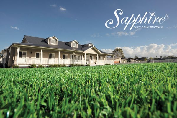 Sapphire-Soft-Leaf-Buffalo-Lawn-Turf-Grass-14-w-CT Lawns Turf