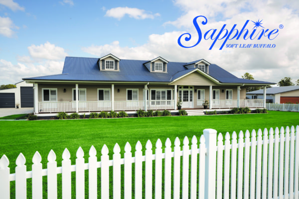 Sapphire Soft Leaf Buffalo Lawn Turf Grass 15 CT Lawns Turf