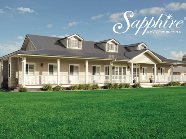 Sapphire-Soft-Leaf-Buffalo-Lawn-Turf-Grass-16-CT Lawns Turf