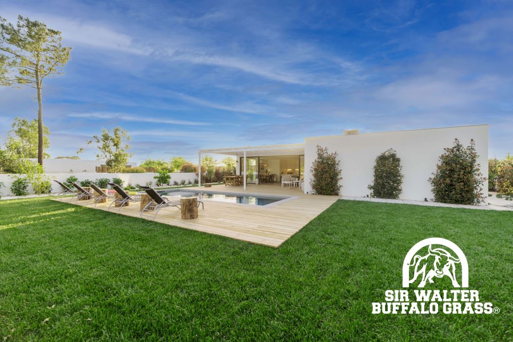 Sir-Walter-Buffalo-Grass-Around-Pool-1611 CT Lawns Sunshine Coast