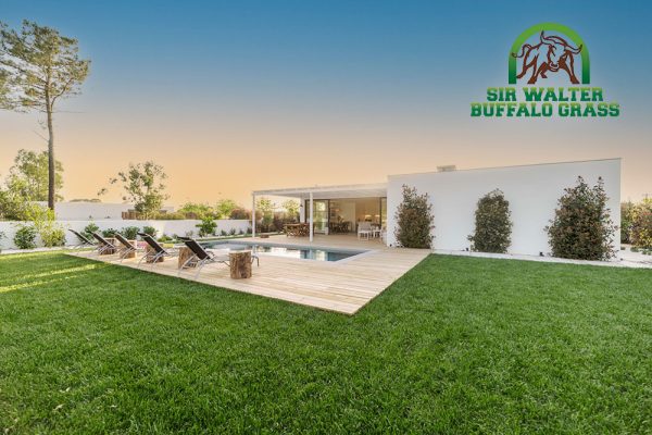 Sir-Walter-Buffalo-Grass-Around-Pool-1611-e3-CT Lawns-Turf