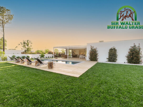 Sir-Walter-Buffalo-Grass-Around-Pool-1611-e3-CT Lawns-Turf
