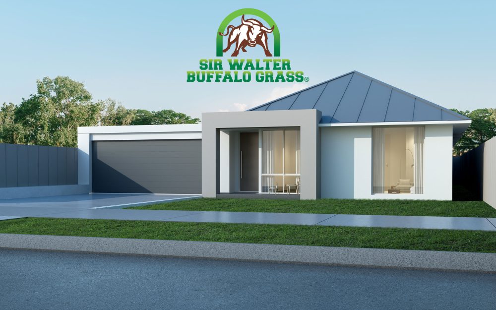 Sir-Walter-Buffalo-Grass-New-Home-100524 - CT Lawns Sunshine Coast