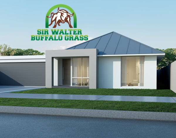 Sir Walter Turf Buffalo Grass New Home with logo - CT Lawns Turf