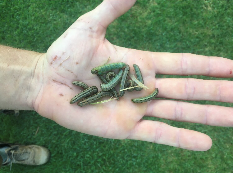 Army Worm Lawn Grubs in hand pic 3