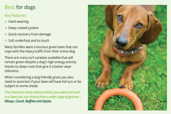 Turf Which is Best For Dogs
