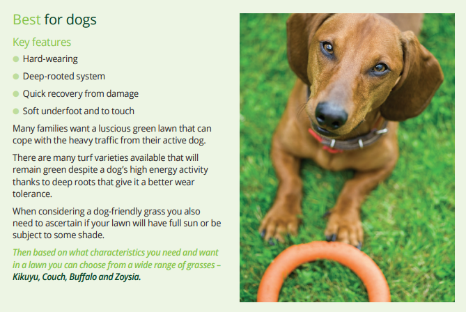 Turf Which is Best For Dogs Turf Which is Best For Dogs